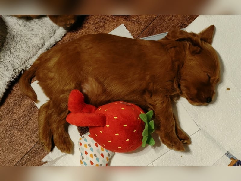Cockapoo sucht neuen Dosenöffner