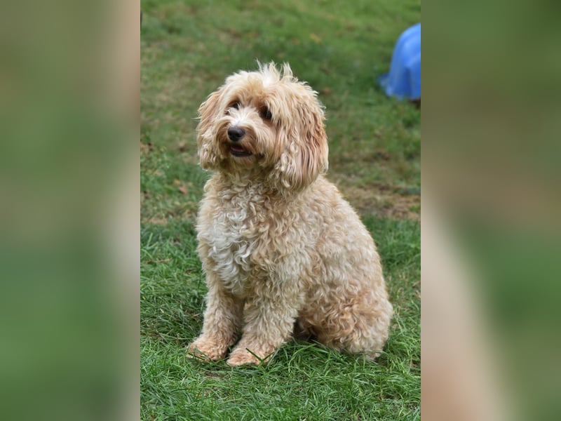 Cockapoo sucht neuen Dosenöffner
