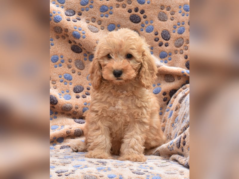Cockapoo sucht neuen Dosenöffner