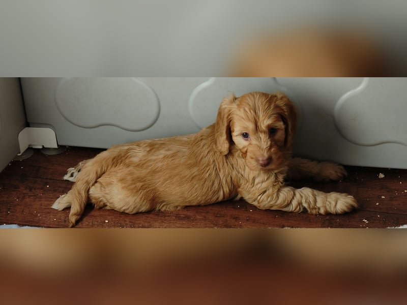 Cockapoo sucht neuen Dosenöffner