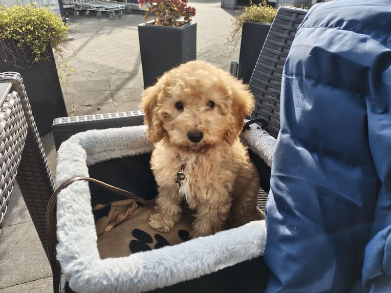 Cockapoo sucht neuen Dosenöffner