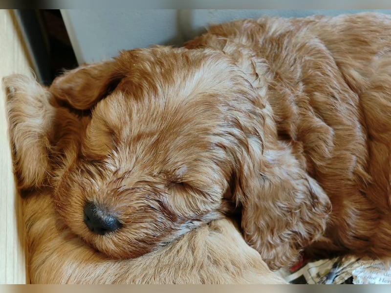 Cockapoo sucht neuen Dosenöffner