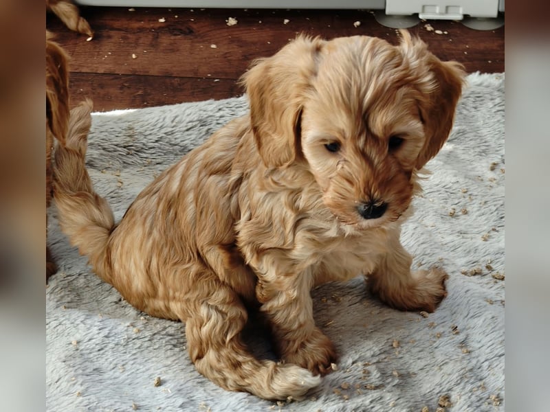 Cockapoo sucht neuen Dosenöffner