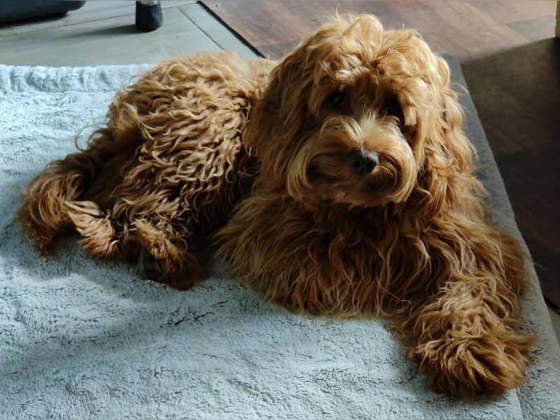 Cockapoo sucht neuen Dosenöffner