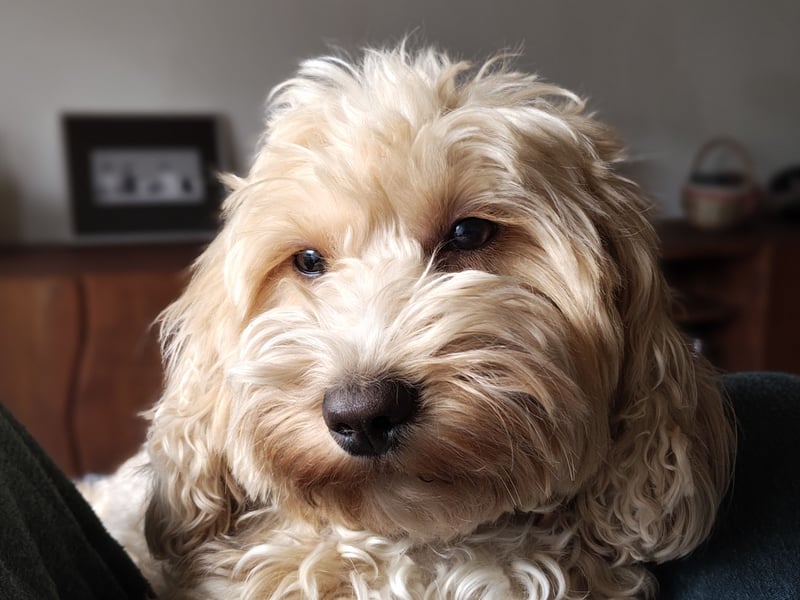 Cockapoo sucht neuen Dosenöffner