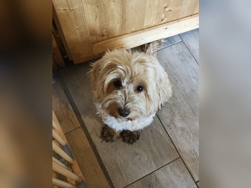 Cockapoo sucht neuen Dosenöffner
