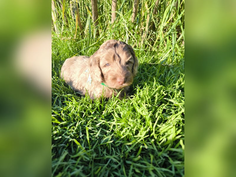 Englisch Cockerdoodle im exklusivem Fellkleid