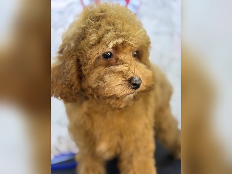 Wunderschöne Cockapoo-Welpen