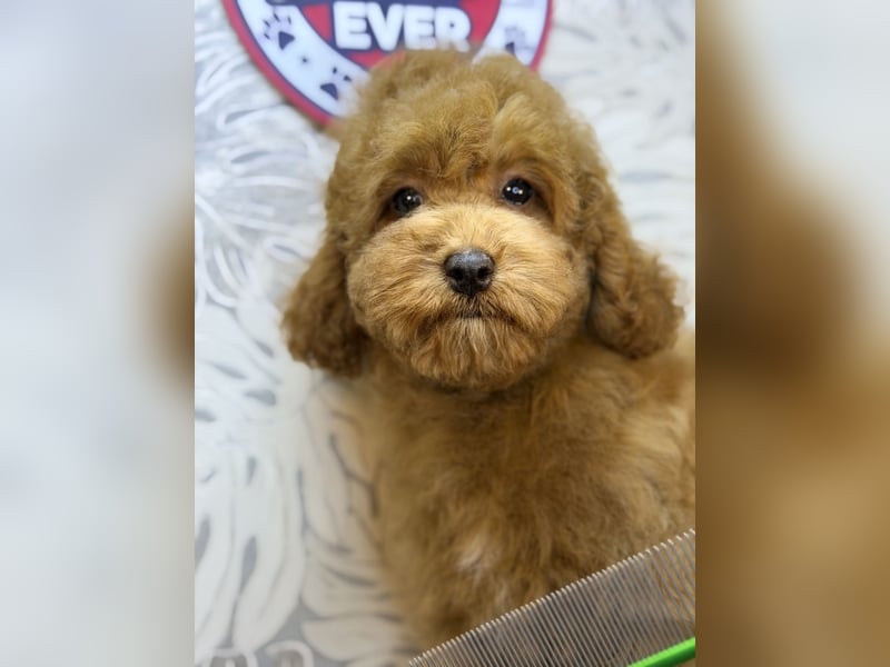 Wunderschöne Cockapoo-Welpen