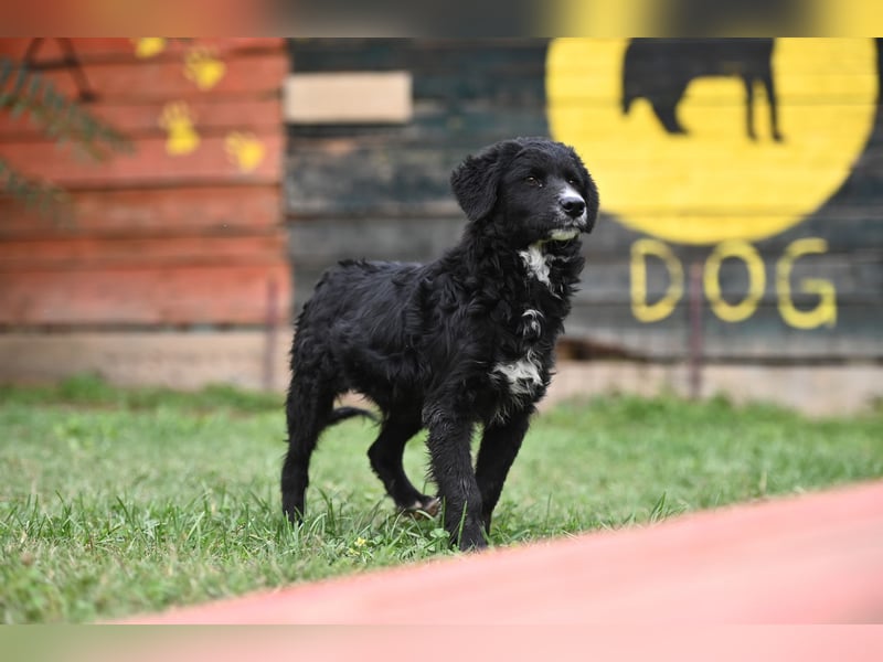 Cockapoo - Mischling