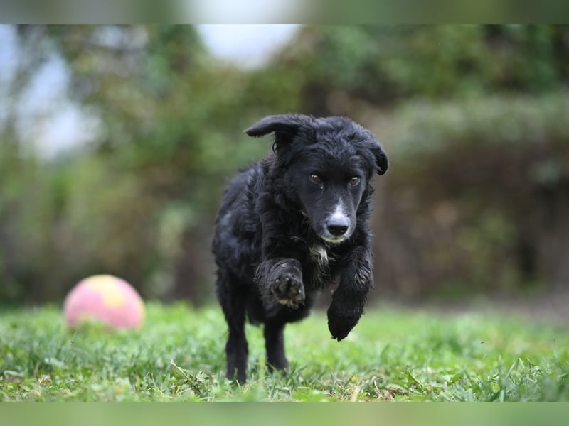 Cockapoo - Mischling