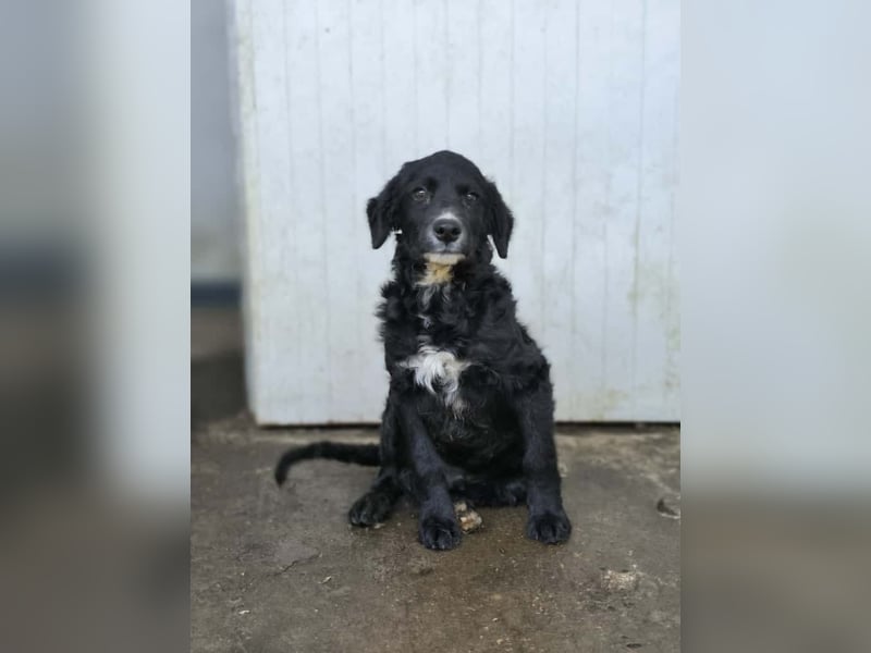 Cockapoo - Mischling