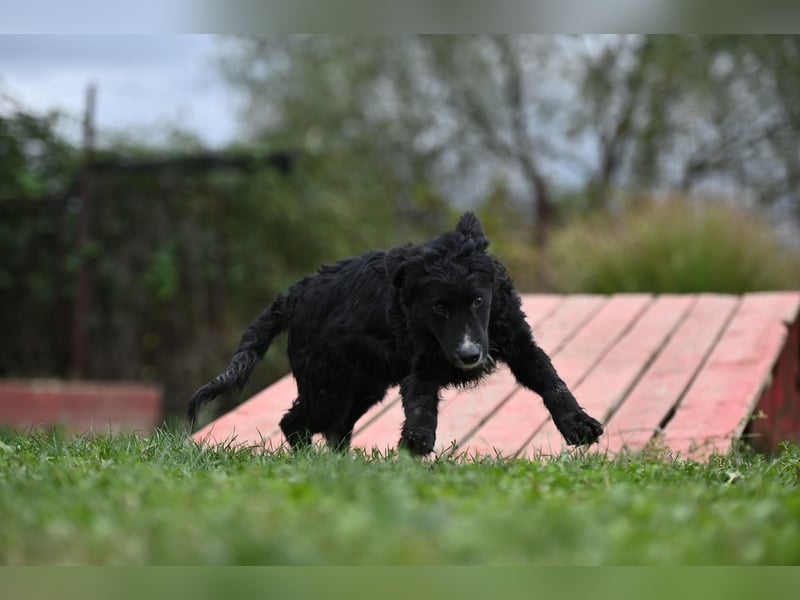 Cockapoo - Mischling