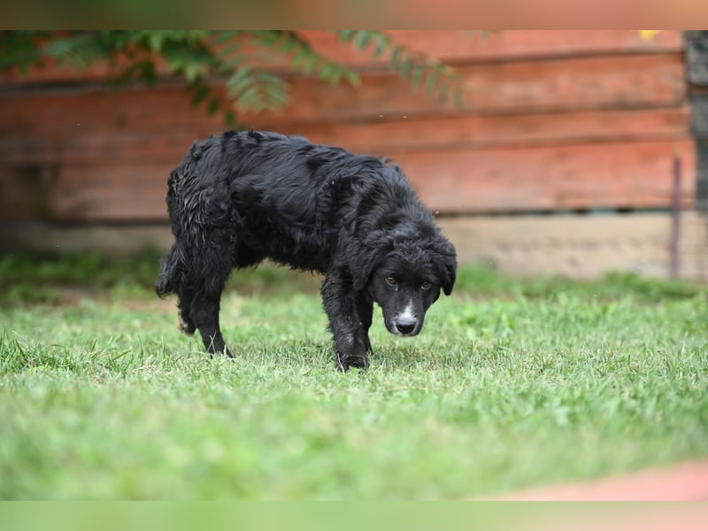 Cockapoo - Mischling