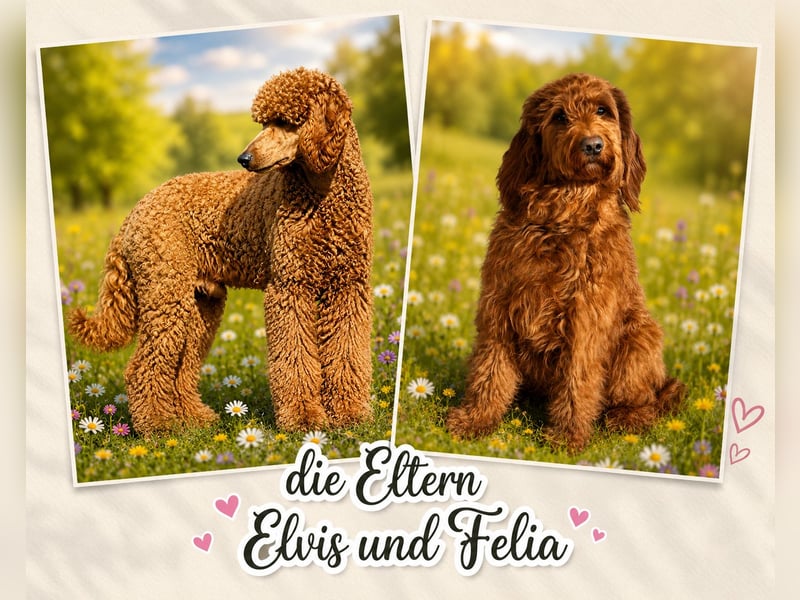 Irish Doodle Welpen aus liebevoller Familienaufzuch 