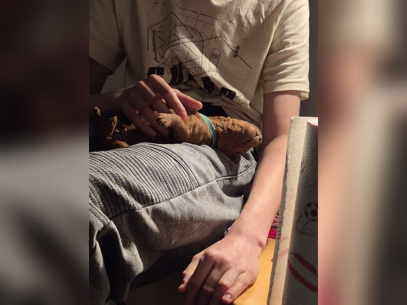 Irish Doodle Welpen aus liebevoller Familienaufzuch 