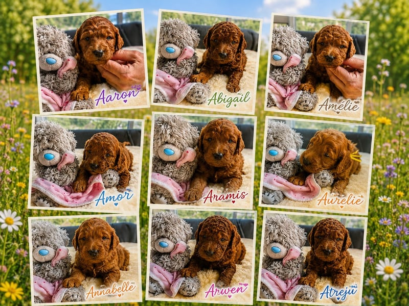 Irish Doodle Welpen aus liebevoller Familienaufzuch 