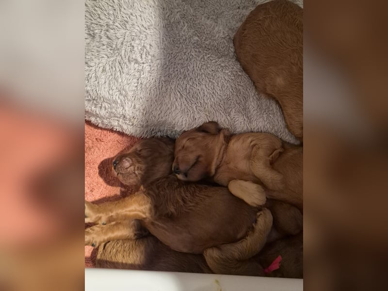 Irish Doodle Welpen aus liebevoller Familienaufzuch 