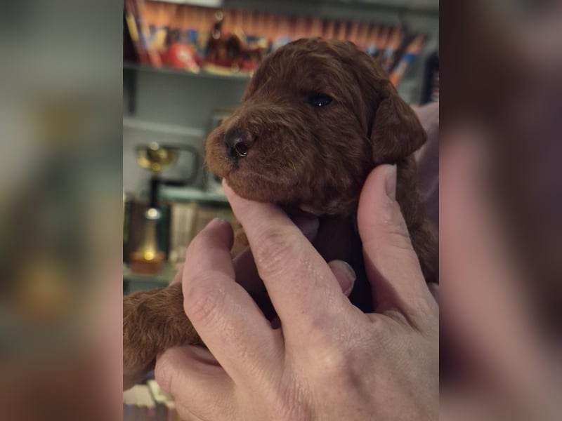 Irish Doodle Welpen aus liebevoller Familienaufzuch 