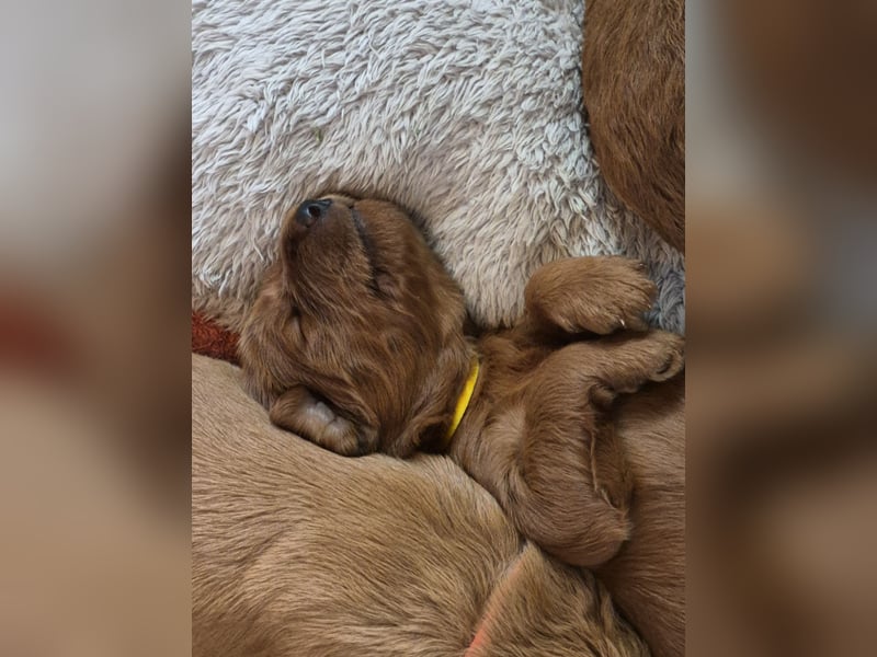 Irish Doodle Welpen aus liebevoller Familienaufzuch 