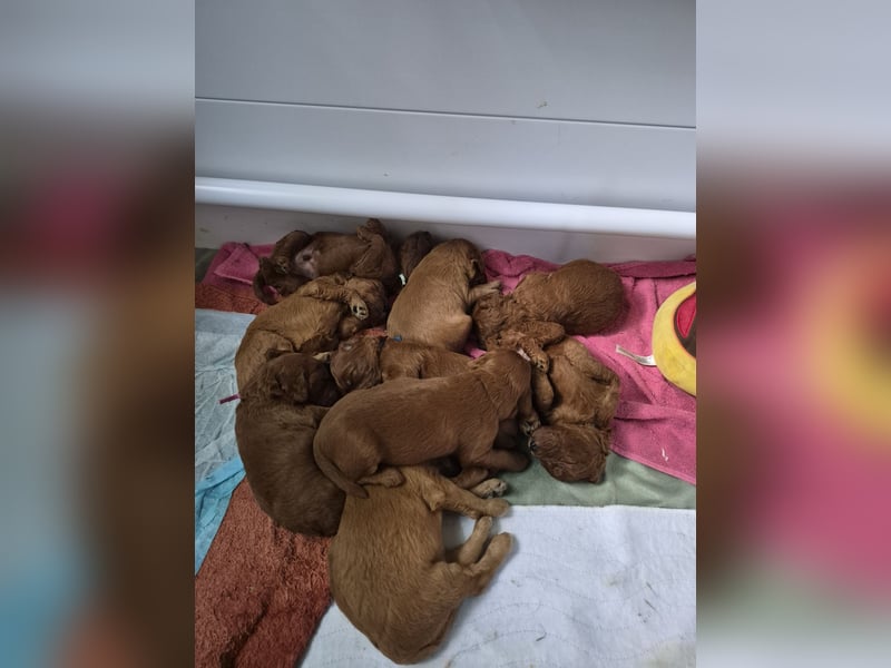 Irish Doodle Welpen aus liebevoller Familienaufzuch 
