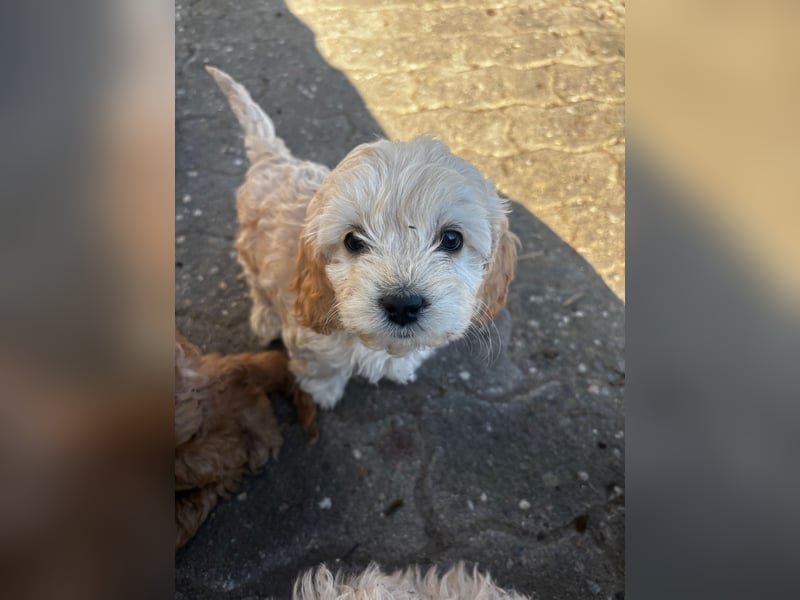 Cockapoo Wurfankündigung aktuell 3 Welpen abgabebereit