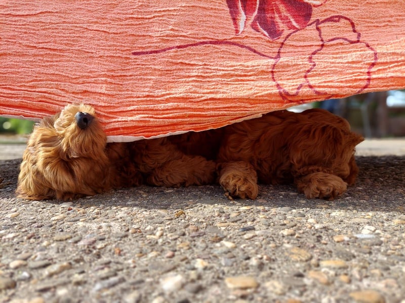 Cockapoo Wurfankündigung aktuell 3 Welpen abgabebereit