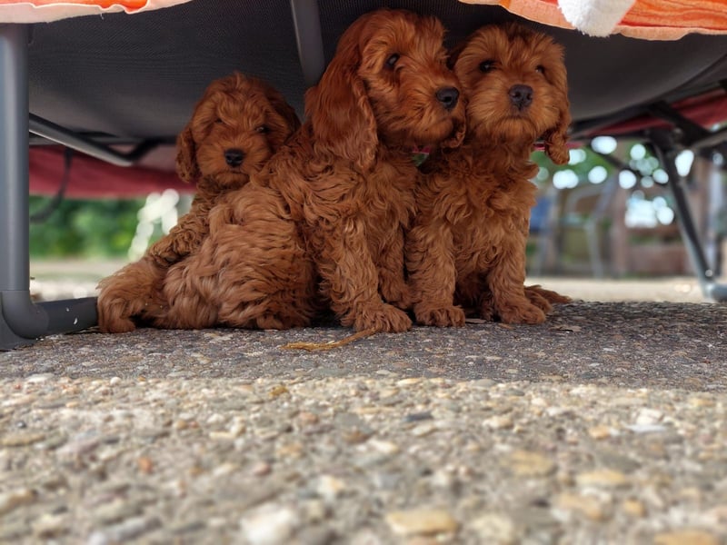 Cockapoo Wurfankündigung aktuell 3 Welpen abgabebereit