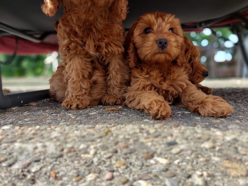 Cockapoo Wurfankündigung aktuell 3 Welpen abgabebereit