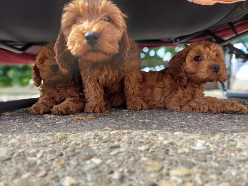 Cockapoo Wurfankündigung aktuell 3 Welpen abgabebereit