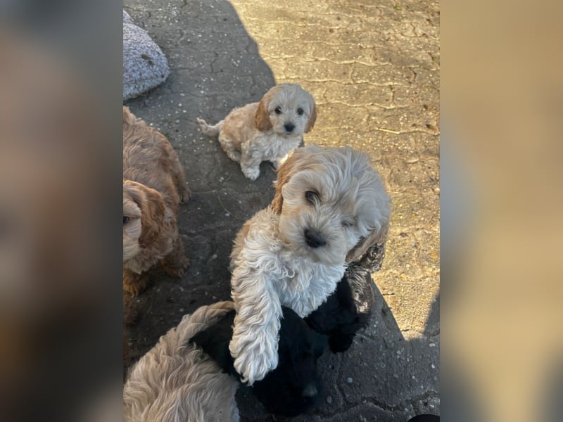 Cockapoo Wurfankündigung aktuell 3 Welpen abgabebereit
