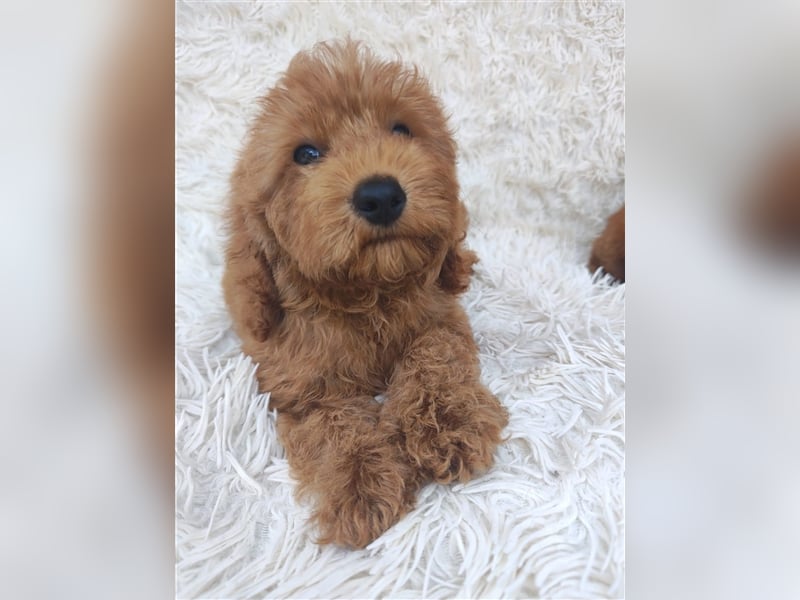 Cockapoo (Amerikanischer Spaniel/Pudel)