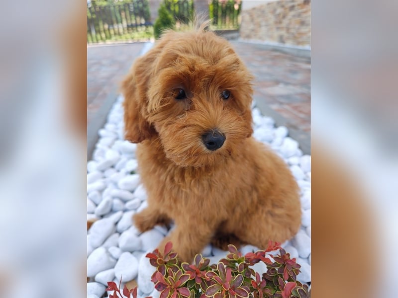 Cockapoo (Amerikanischer Spaniel/Pudel)