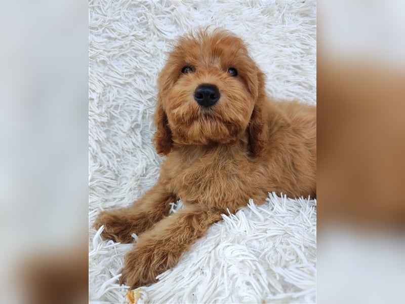 Cockapoo (Amerikanischer Spaniel/Pudel)