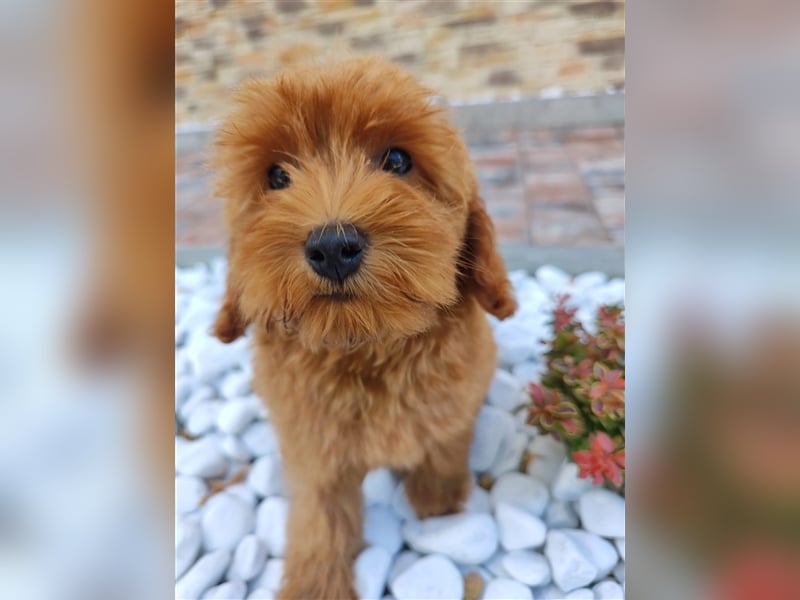 Cockapoo (Amerikanischer Spaniel/Pudel)