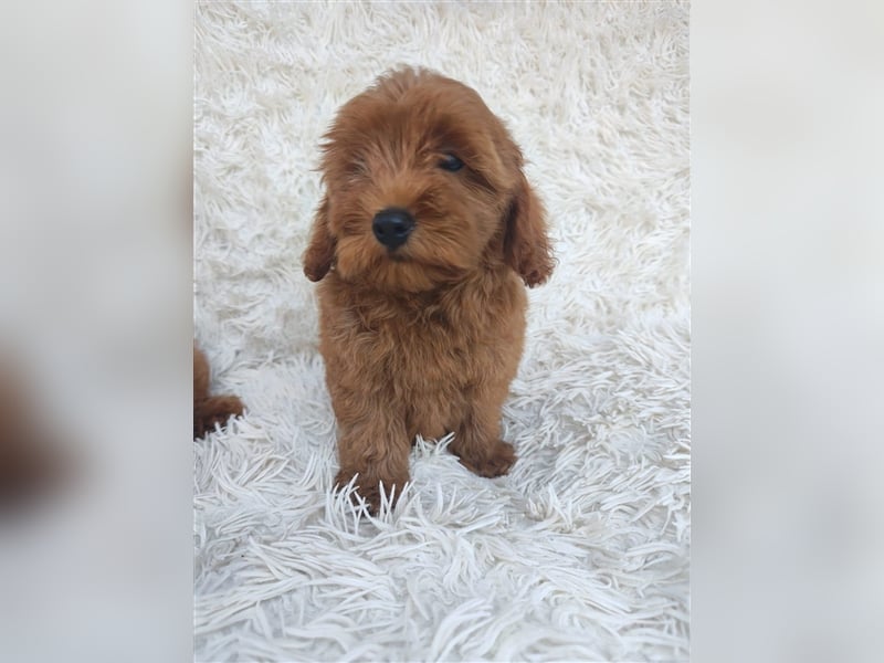 Cockapoo (Amerikanischer Spaniel/Pudel)