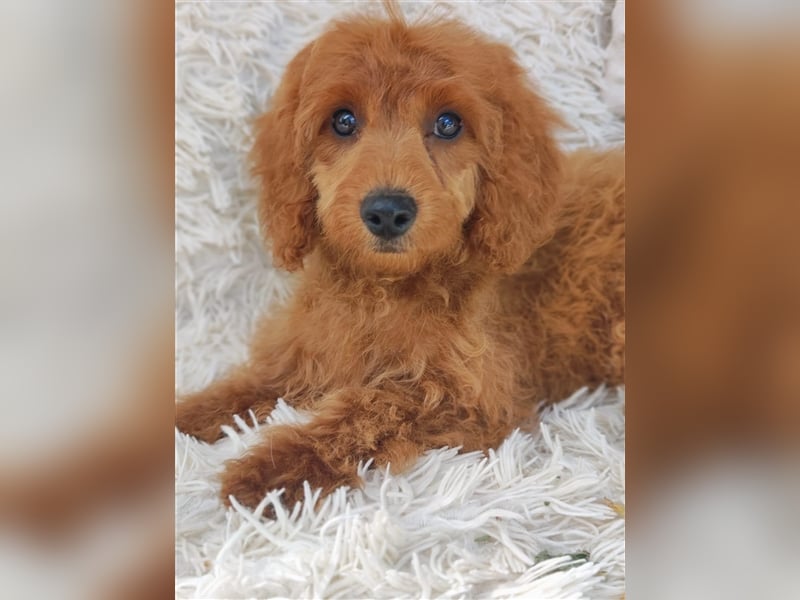 Cockapoo (Amerikanischer Spaniel/Pudel)