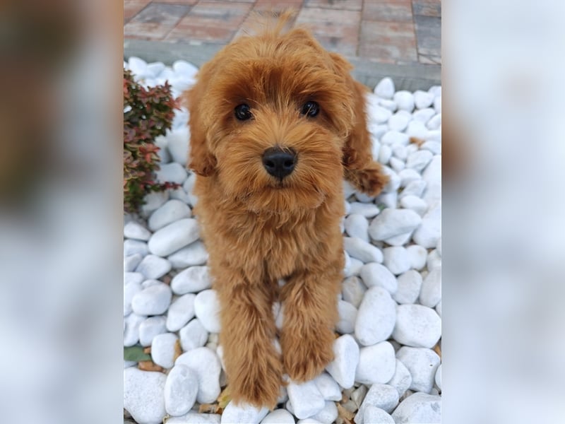 Cockapoo (Amerikanischer Spaniel/Pudel)