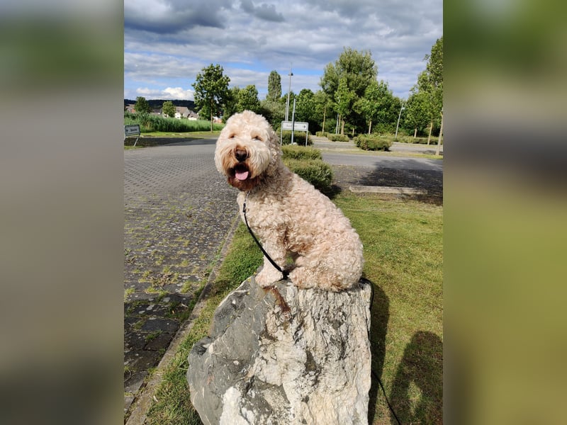 Cockapoo sucht sein neues Für-Immer-Zuhause