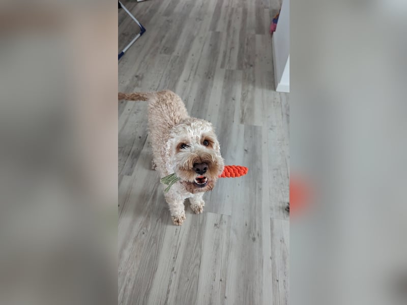 Cockapoo sucht sein neues Für-Immer-Zuhause