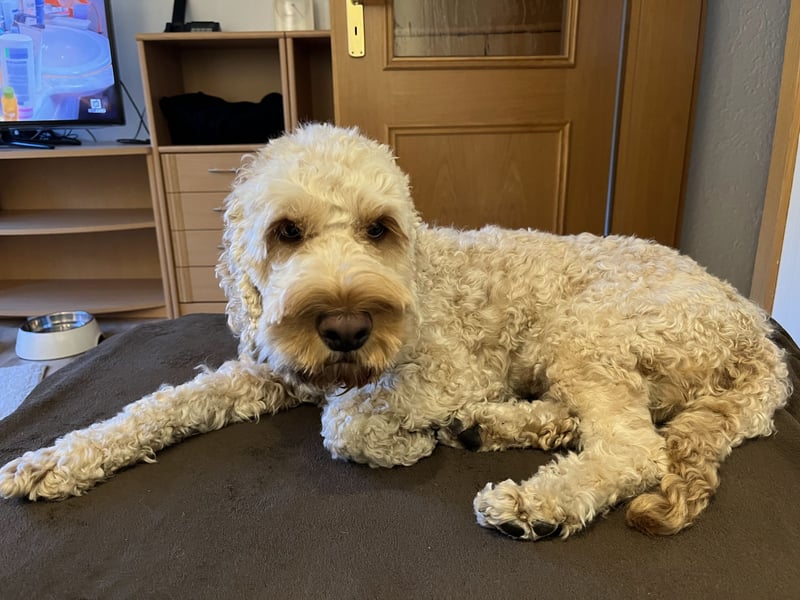 Cockapoo sucht sein neues Für-Immer-Zuhause