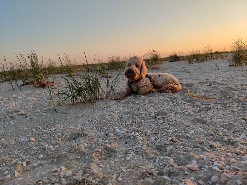 Cockapoo sucht sein neues Für-Immer-Zuhause