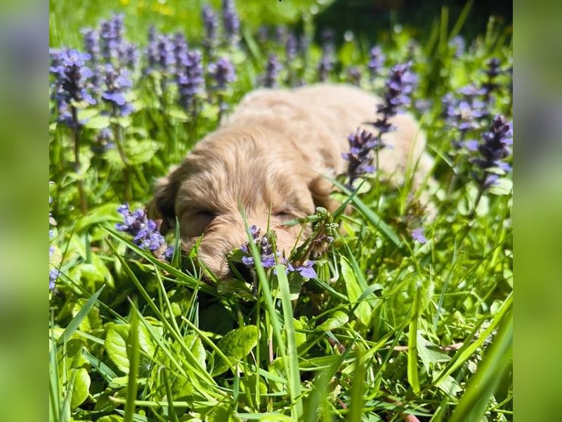 Traumhafte American Cockapoo
