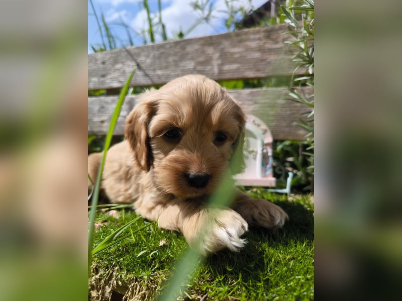 Traumhafter  American Cockapoo Bub