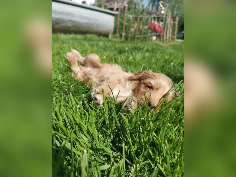 Traumhafte American Cockapoo