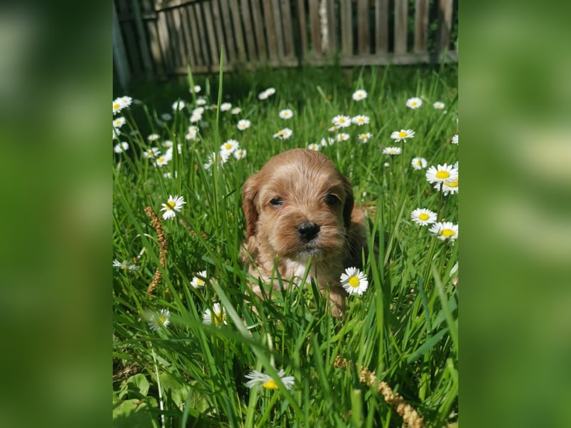 Traumhafte American Cockapoo