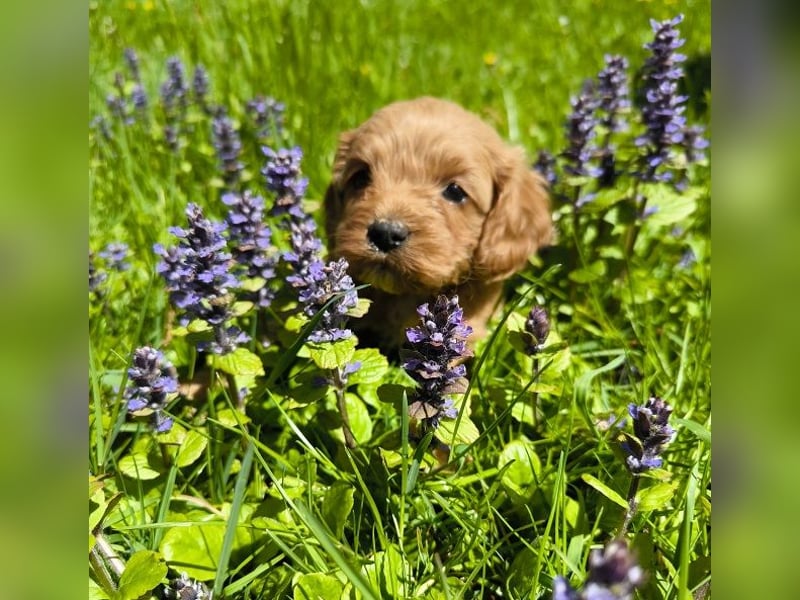 Traumhafte American Cockapoo
