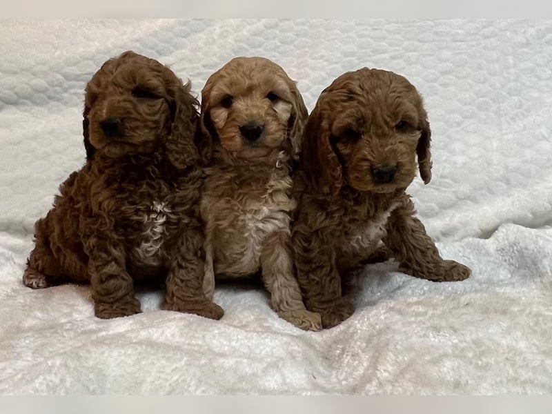 Cockerpoo/Cockapoo Welpen zu verkaufen