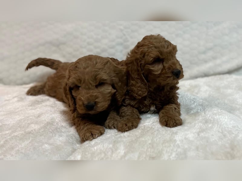 Cockerpoo/Cockapoo Welpen zu verkaufen