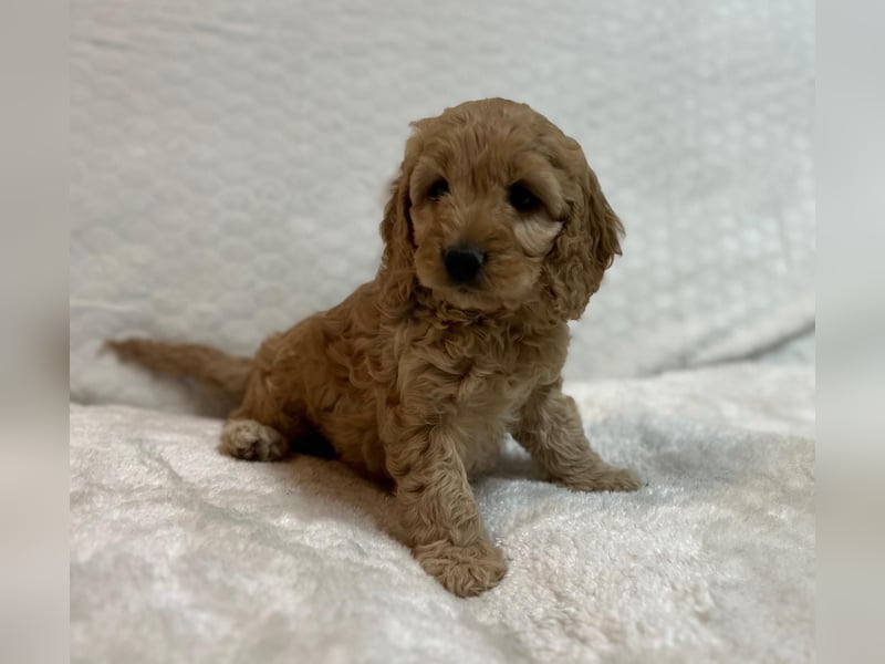 Cockerpoo/Cockapoo Welpen zu verkaufen